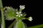 Canadian blacksnakeroot